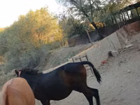 Horse (M), Horses — photo 2