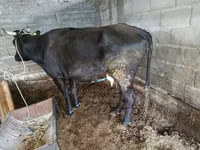 Cow, Cattle — photo 2