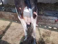 Kuh, Holstein-Rasse — Foto 3