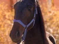 Hengst, Thoroughbred horse — Foto 3