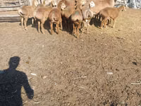 Қошқар, Arashan sheep — 3-сурет