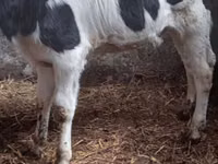母牛, Russian Black pied cattle — 照片 3