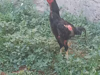Chickens — foto 1
