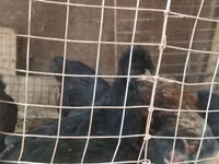 Chickens — Foto 3
