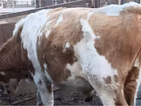 Bulle, Simmental cattle — Foto 2