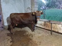 公牛, Cattle — 照片 4