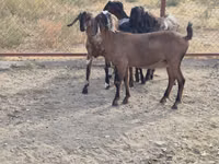 Ziege, Nubian Goat — Foto 6
