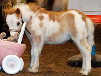 Бие, Miniature horse — 2-сурет