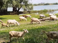 عنزة, Saanen goat — الصورة 1
