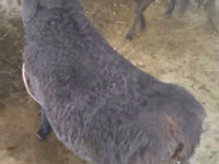 Widder, Hissar sheep — Foto 4