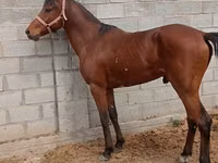 Hengst, Thoroughbred horse — Foto 3