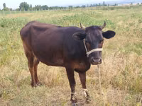 母牛, Cattle — 照片 2