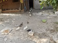 Hausente — Foto 7