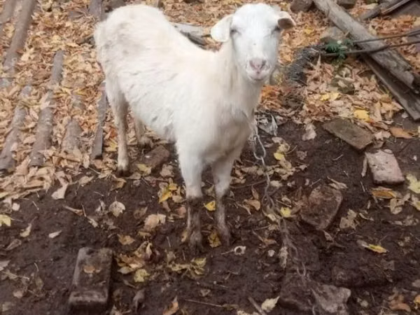 Ziegenbock, Ziegen