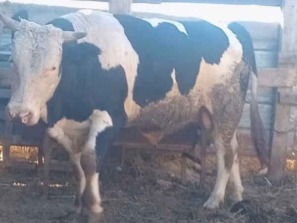 Toro, Raza Holstein