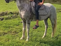 Hengst, Azerbaijan horse — Foto 1