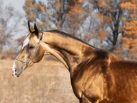 Aygʻir, Akhal-Teke — 1-rasm