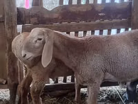 मेढ़ा, Arashan sheep — फ़ोटो 2