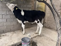 بقرة, Russian Black pied cattle — الصورة 1