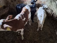 Cow, Cattle — photo 3