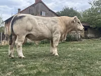 Toro, Charolais cattle — foto 1
