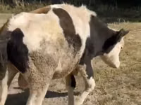 Bovinos (lote, sexo no especificado), Ganado vacuno — foto 1