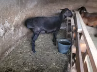 Ziegenbock, Ziegen — Foto 2
