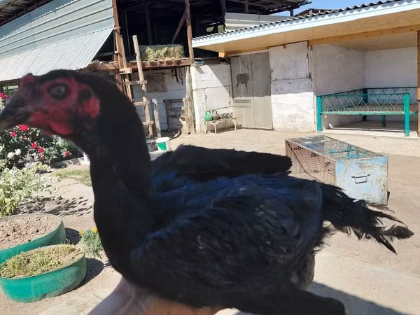 Chickens — Kirgisistan