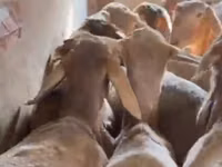 公羊, Sheep — 照片 3