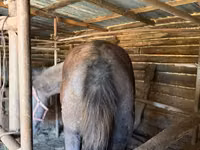 Caballos (lote, sexo no especificado), Caballos — foto 2