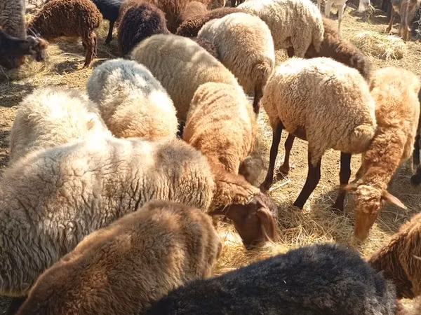 绵羊（批次，未指定性别）, Sheep
