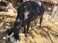 गाय, मवेशी — फ़ोटो 1