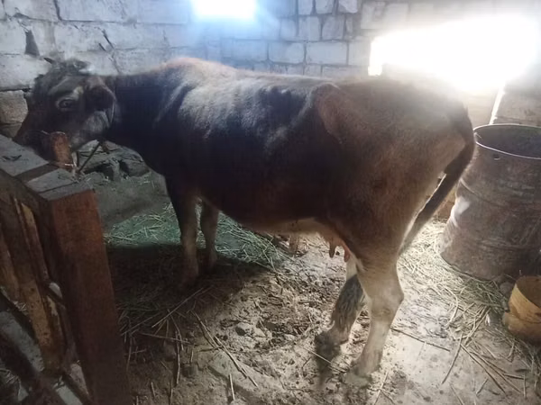 गाय, मवेशी
