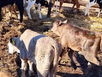 Rinder (Partie, Geschlecht nicht angegeben), Simmental cattle — Foto 3