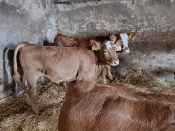 Toro, Vaca Limousin