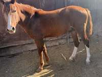 Hengst, Kazakh horse — Foto 3