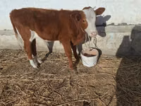 母牛, Latvian Blue cattle — 照片 2