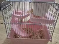 Ağ xəzli kiçik hamster + qəfəs dəsti Paketə daxildir: - Kiçik ölçülü — photo 2