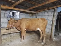 母牛, Cattle — 照片 2
