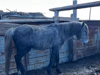 Hengst, Kazakh horse — Foto 6