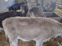 Bull, Swiss cattle — photo 1