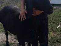 Qoʻy, Arashan sheep — 1-rasm
