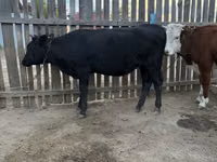 Kuh, Simmental cattle — Foto 2
