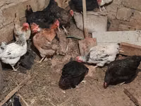 Chickens — 7-rasm