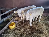 Сиыр, Charolais cattle — 2-сурет