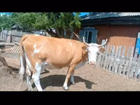 Kuh, Simmental cattle — Foto 1