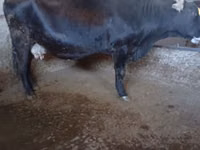 Sigir, Swiss cattle — 7-rasm