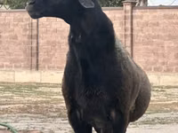 Qoʻchqor, Hissar sheep — 6-rasm