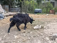 Billy Goat, Goats — photo 5
