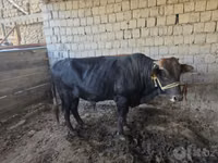 公牛, Cattle — 照片 2